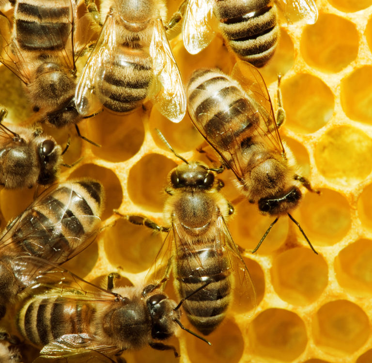 bee-hive-natural-bee-care